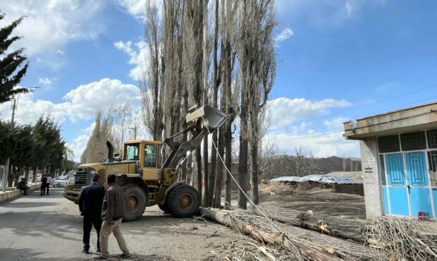 جلوی قطع سپیدارهای ساردوئیه جیرفت گرفته شد