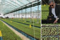 در سال زراعی جاری ۱۰۰ میلیون بوته نشاء در گلخانه های جنوب کرمان کشت می شود/ بیشترین حجم تولید مربوط به خیار سبز گلخانهای است در سال زراعی جاری ۱۰۰ میلیون بوته نشاء در گلخانه های جنوب کرمان کشت می شود/ بیشترین حجم تولید مربوط به خیار سبز گلخانهای است