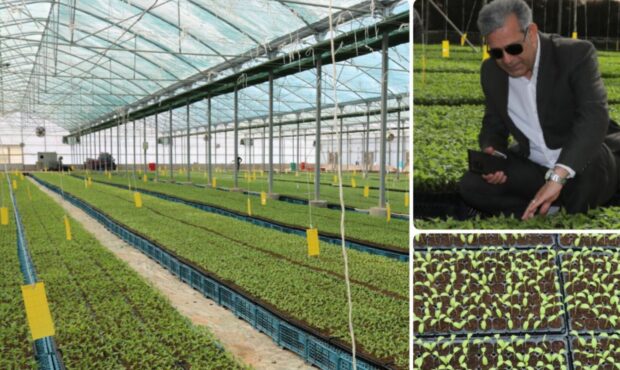 در سال زراعی جاری ۱۰۰ میلیون بوته نشاء در گلخانه های جنوب کرمان کشت می شود/ بیشترین حجم تولید مربوط به خیار سبز گلخانهای است در سال زراعی جاری ۱۰۰ میلیون بوته نشاء در گلخانه های جنوب کرمان کشت می شود/ بیشترین حجم تولید مربوط به خیار سبز گلخانهای است