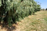 حمایت اداره کل منابع طبیعی جنوب کرمان از سرمایهگذاران طرح زراعت چوب حمایت اداره کل منابع طبیعی جنوب کرمان از سرمایهگذاران طرح زراعت چوب