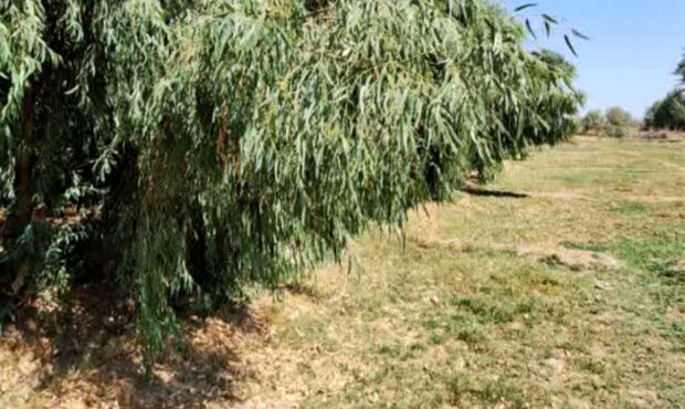 حمایت اداره کل منابع طبیعی جنوب کرمان از سرمایهگذاران طرح زراعت چوب حمایت اداره کل منابع طبیعی جنوب کرمان از سرمایهگذاران طرح زراعت چوب