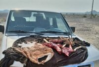 دستگیری شکارچی یک راس جبیر وحشی در شهرستان عنبرآباد            