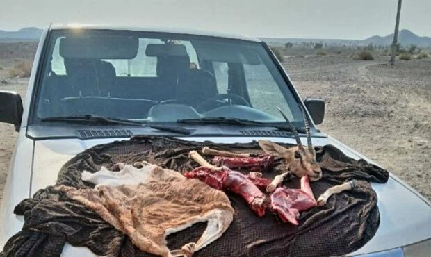 دستگیری شکارچی یک راس جبیر وحشی در شهرستان عنبرآباد             دستگیری شکارچی یک راس جبیر وحشی در شهرستان عنبرآباد