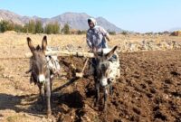 جشار جیرفت؛ جایی که تاریخ و طبیعت در سایه بی‌توجهی نفس می‌کشند