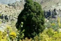 آغاز مستندسازی ثبت ملی سرو کهنسال روستای سروتمین جیرفت