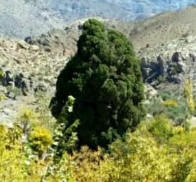 آغاز مستندسازی ثبت ملی سرو کهنسال روستای سروتمین جیرفت