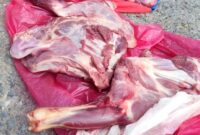کشف اجزای لاشه کل وحشی توسط محیط بانان  در جیرفت/ متخلف سابقه‌دار دستگیر شد